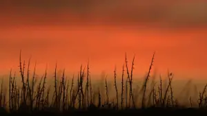 Задник до фильму"Вовча яма" #612968