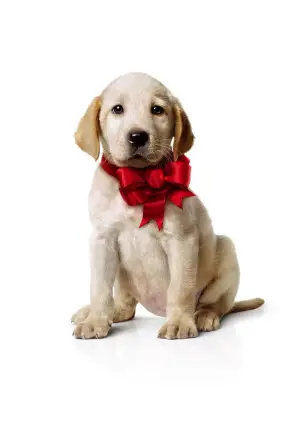 Постер до фильму"Марлі та я" #744237