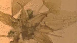 Задник до фильму"Метеликове світло" #703588