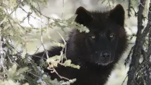 Задник до фильму"Кіна та Юк: Пухнасті пригоди" #757770