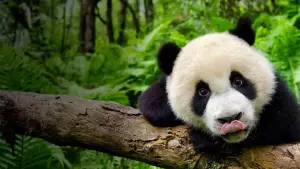 Задник до фильму"Земля: Один вражаючий день" #445261