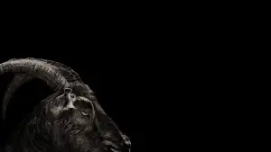 Задник до фильму"Відьма" #801271