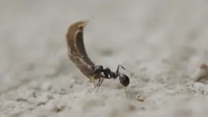 Задник до фильму"At Sea" #786899