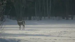 Задник до фильму"" #685448