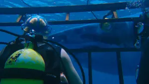 Задник до фильму"Синя безодня" #338076