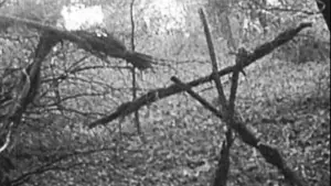 Задник до фильму"Відьма з Блер: Курсова з того світу" #697469