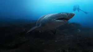 Задник до фильму"Sharks Up Close with Bertie Gregory" #792996