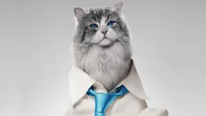 Задник до фильму"Дев’ять життів" #390569