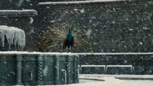 Задник до фильму"Амаркорд" #752342