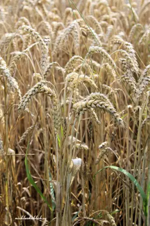 Постер до фильму"" #744207