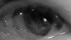 Задник до фильму"Сунична галявина" #177600