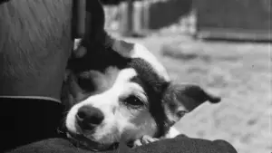 Задник до фильму"Умберто Д." #752721