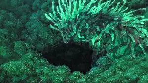 Задник до фильму"Принцеса Мононоке" #517469