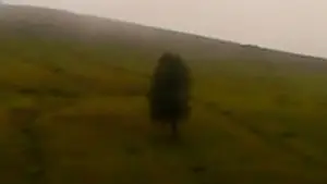 Задник до фильму"ხმელი ფოთოლი" #770902