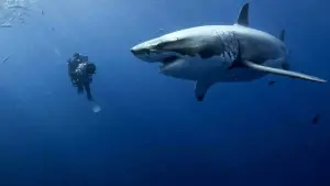 Задник до фильму"Океани" #386999