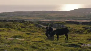 Задник до фильму"Банші Інішеріна" #693703