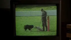 Задник до фильму"Бейб" #719875