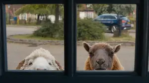 Задник до фильму"Вівці-детективи" #772395