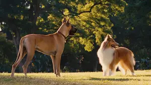 Задник до фильму"Мармадюк" #616758