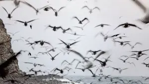 Задник до фильму"Індіана Джонс і останній хрестовий похід" #601629