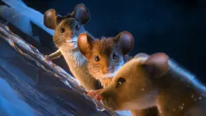 Задник до фильму"Вполювати мишу. Різдвяна бійка" #556121