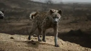 Задник до фильму"Король Лев" #581525