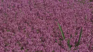 Задник до фильму"" #648543