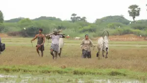 Задник до фильму"பைசன் காளமாடன்" #786332