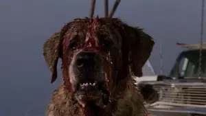 Задник до фильму"Куджо" #302932