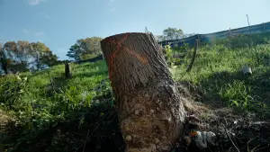 Задник до фильму"The Tree Economy" #775522