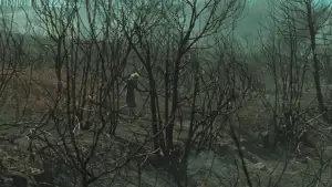 Задник до фильму"O que arde" #796785