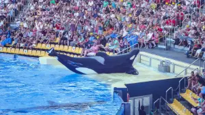 Задник до фильму"Кит-убивця" #404446