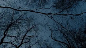 Задник до фильму"" #449447