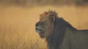 Задник до фильму"" #745938