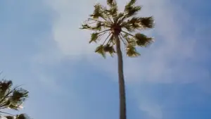 Задник до фильму"Майже знамениті" #808370