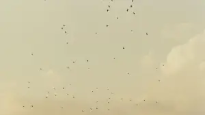 Задник до фильму"Смак вишні" #695669