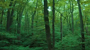 Задник до фильму"Бійцівський клуб" #797075