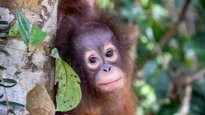Задник до фильму"Orang-Utans - Borneos Waldmenschen" #922235