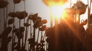 Задник до фильму"Техаська різанина бензопилою" #327529