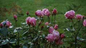 Задник до фильму"Осіння соната" #645075