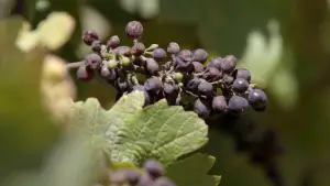 Задник до фильму"The Two Eighty Project" #791943