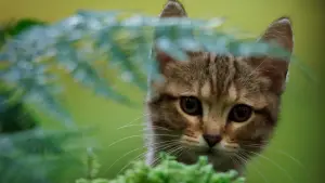 Задник до фильму"Котяче життя. Велика пригода Муурр" #385338