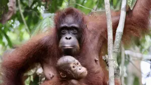 Задник до фильму"Orang-Utans - Borneos Waldmenschen" #922229