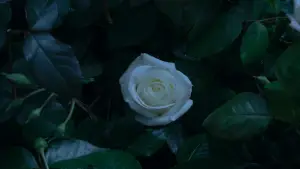 Задник до фильму"Голоднi iгри: Переспiвниця. Частина 2" #785556