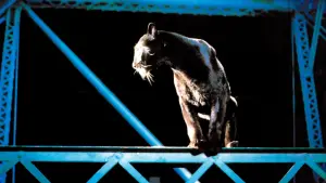 Задник до фильму"Люди-коти" #305562