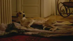 Задник до фильму"The Heirloom" #788807