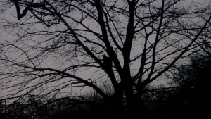 Задник до фильму"Народження" #663077