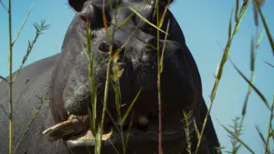 Задник до фильму"Pepe" #757281