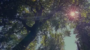 Задник до фильму"" #659748