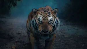 Задник до фильму"" #530173